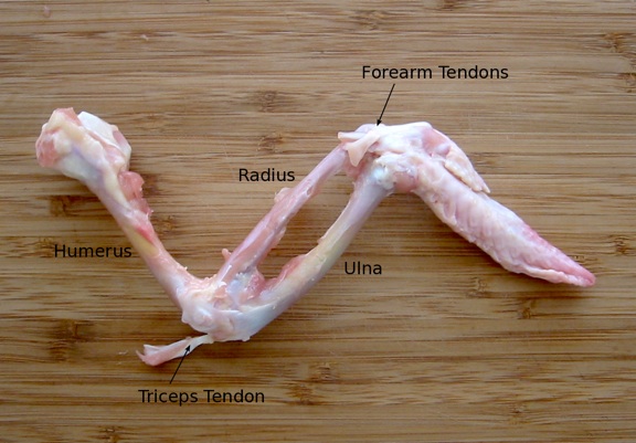 Chicken Wing Disection - body systems